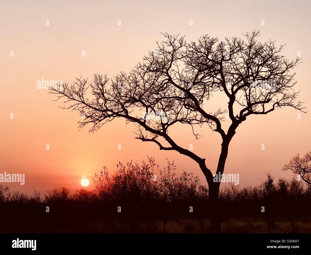 Lever du soleil dans le parc national Kruger Afrique du Sud Banque D'Images