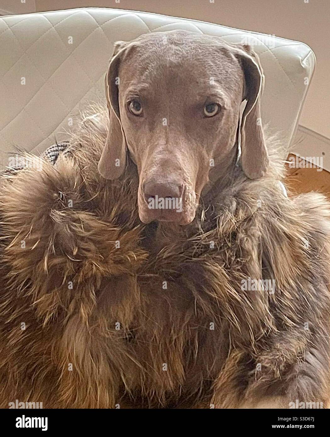 Chien Weimaraner. - Image de stock capturée avec un smartphone