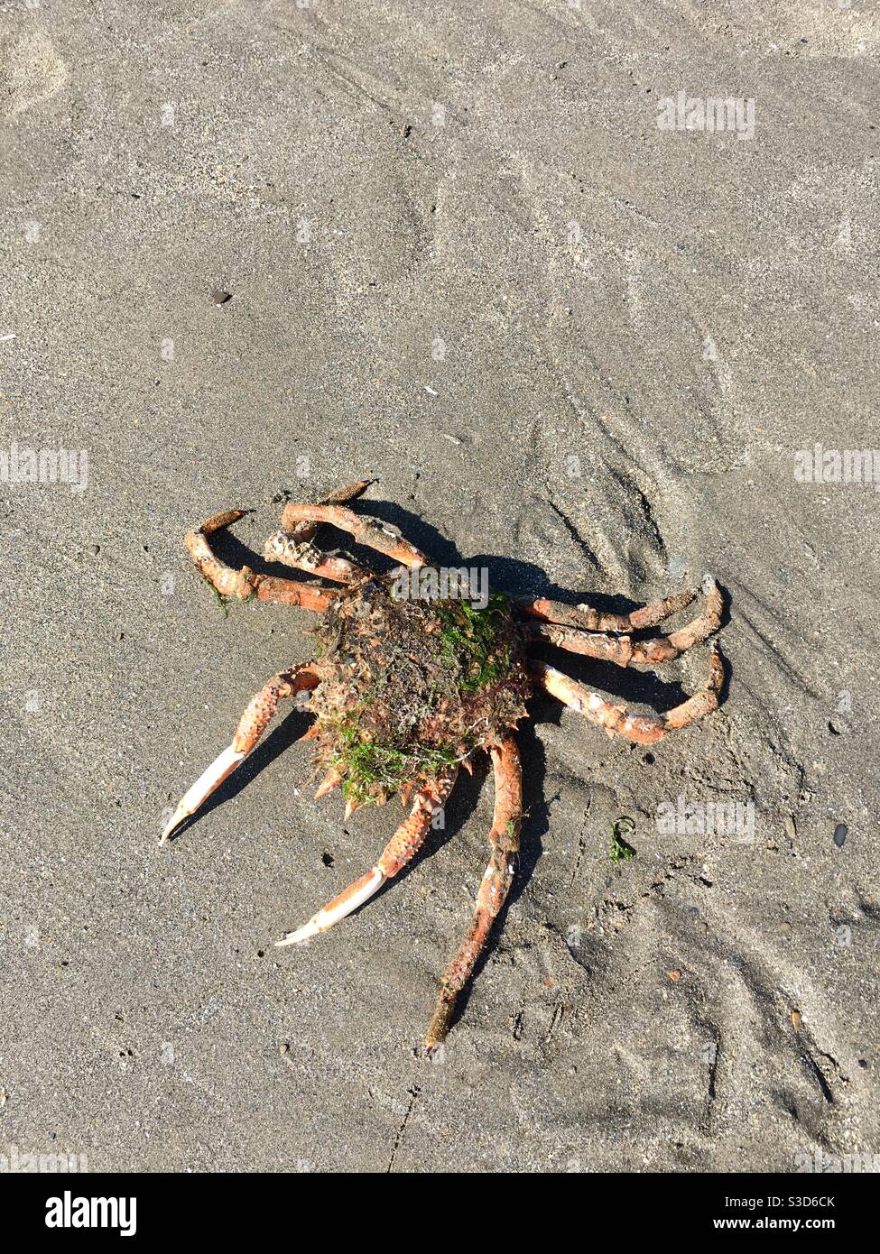 Le crabe mort s'est lavé sur la plage - Image de stock capturée avec un smartphone