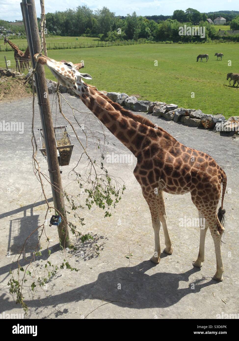 Une girafe se nourrit d'une succursale au parc d'attractions et zoo de Folly Farm, dans l'ouest du pays de Galles Banque D'Images