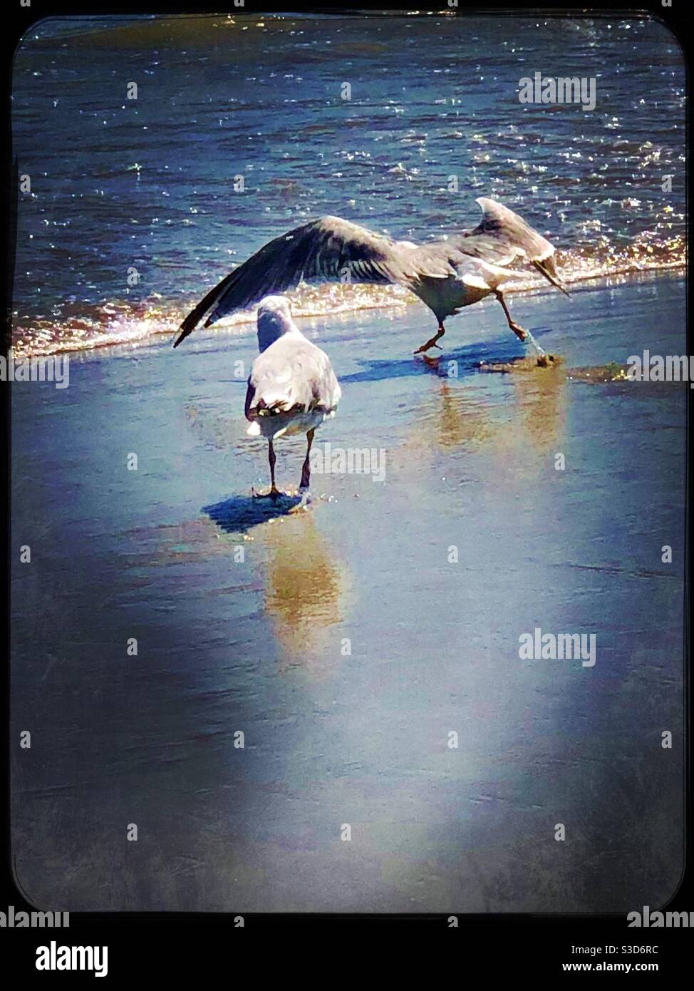 Oiseaux de mer sur la rive - Image de stock capturée avec un smartphone