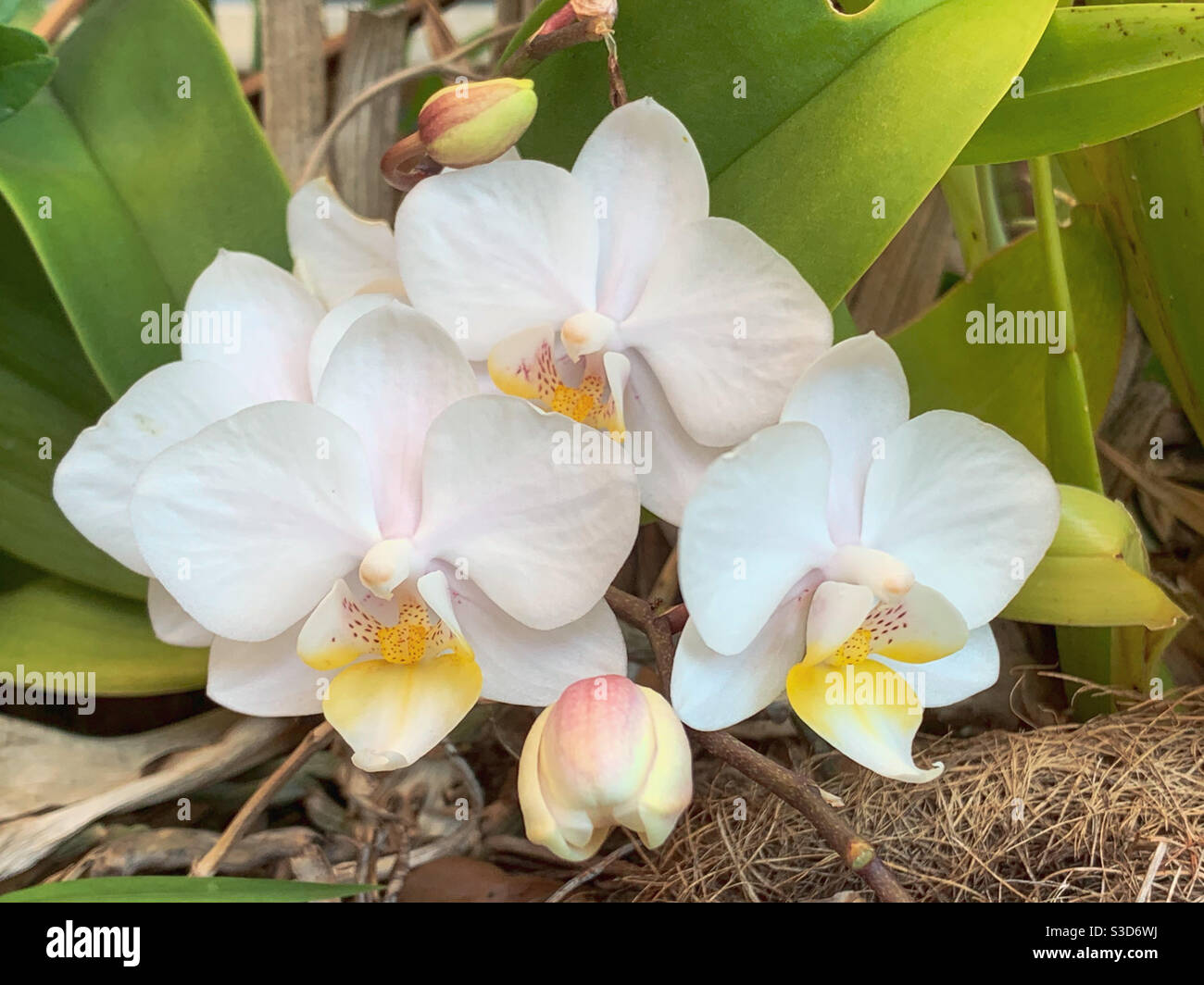 Fleurs gros plan sur quelques belles fleurs de Moth Orchids blanches dans le jardin, Australie Banque D'Images