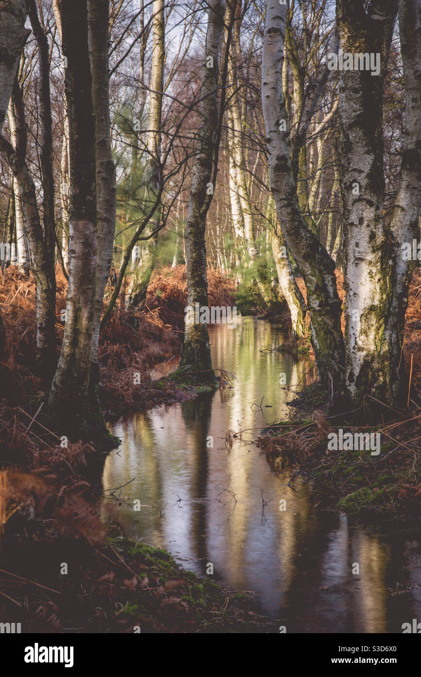 Un ruisseau boisé entouré d'arbres - Image de stock capturée avec un smartphone