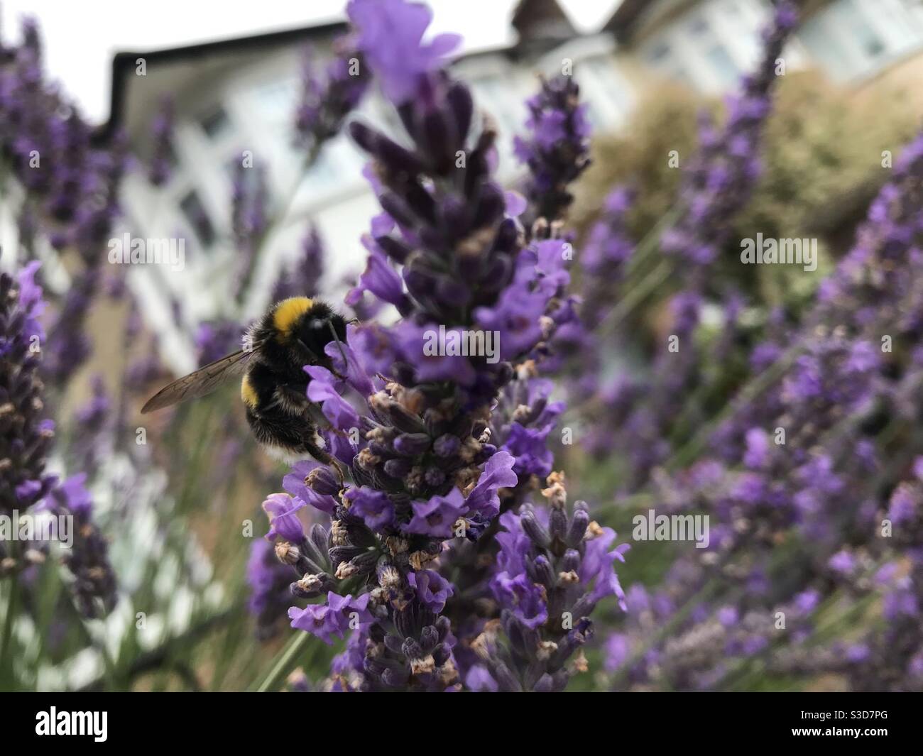 Abeille sur lavande - Image de stock capturée avec un smartphone