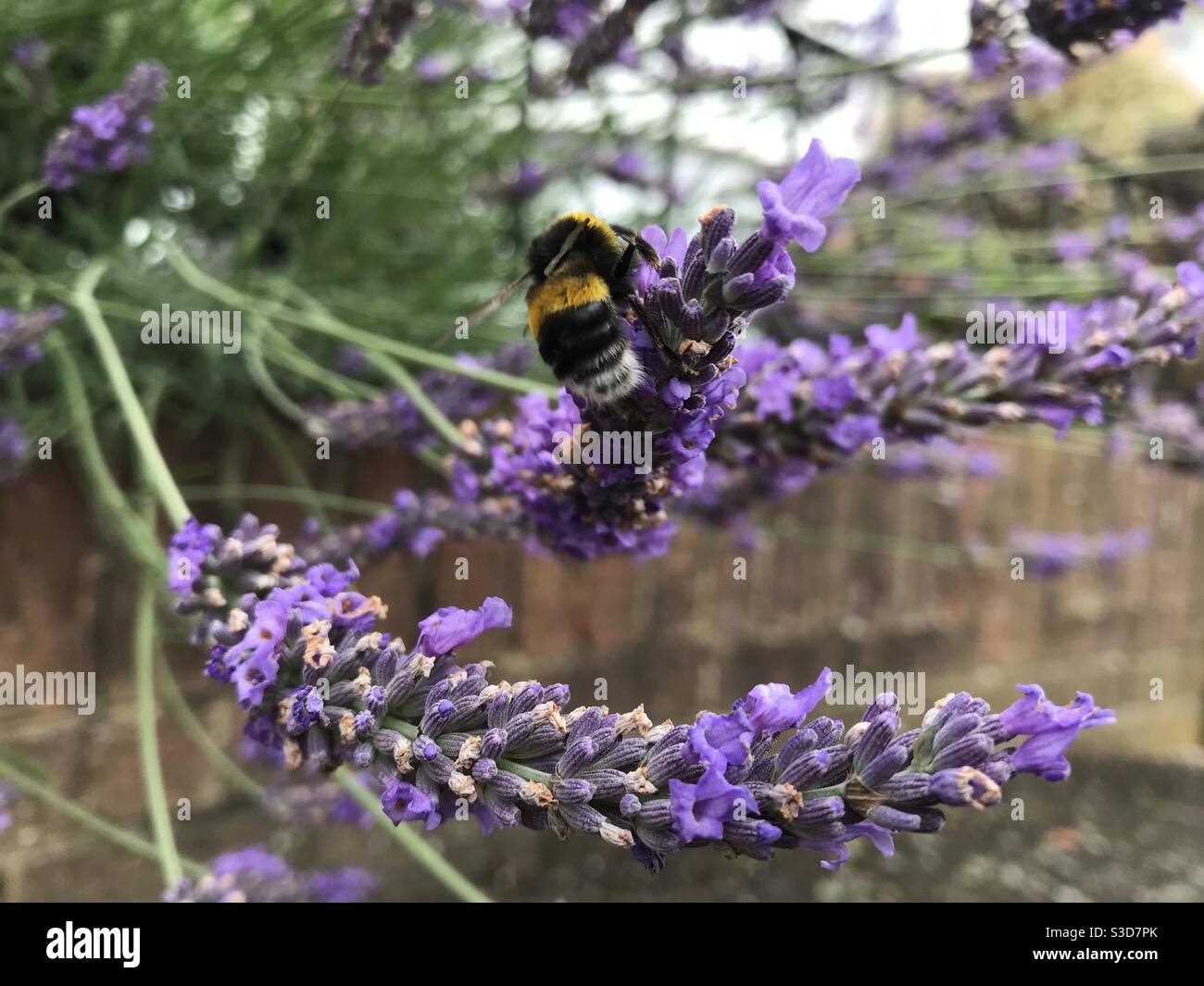 Abeille sur lavande Banque D'Images