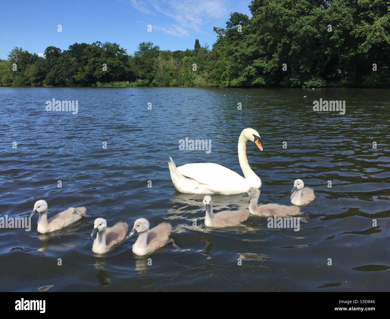 Swan et cygnets Banque D'Images