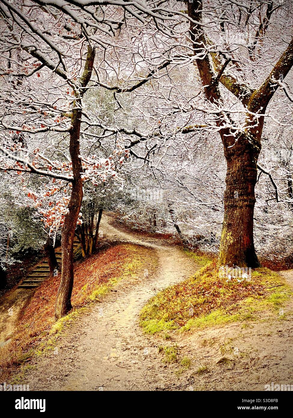 Promenade pittoresque le long d'un chemin à travers la forêt et des marches menant vers le bas dans la campagne du Kent. Banque D'Images