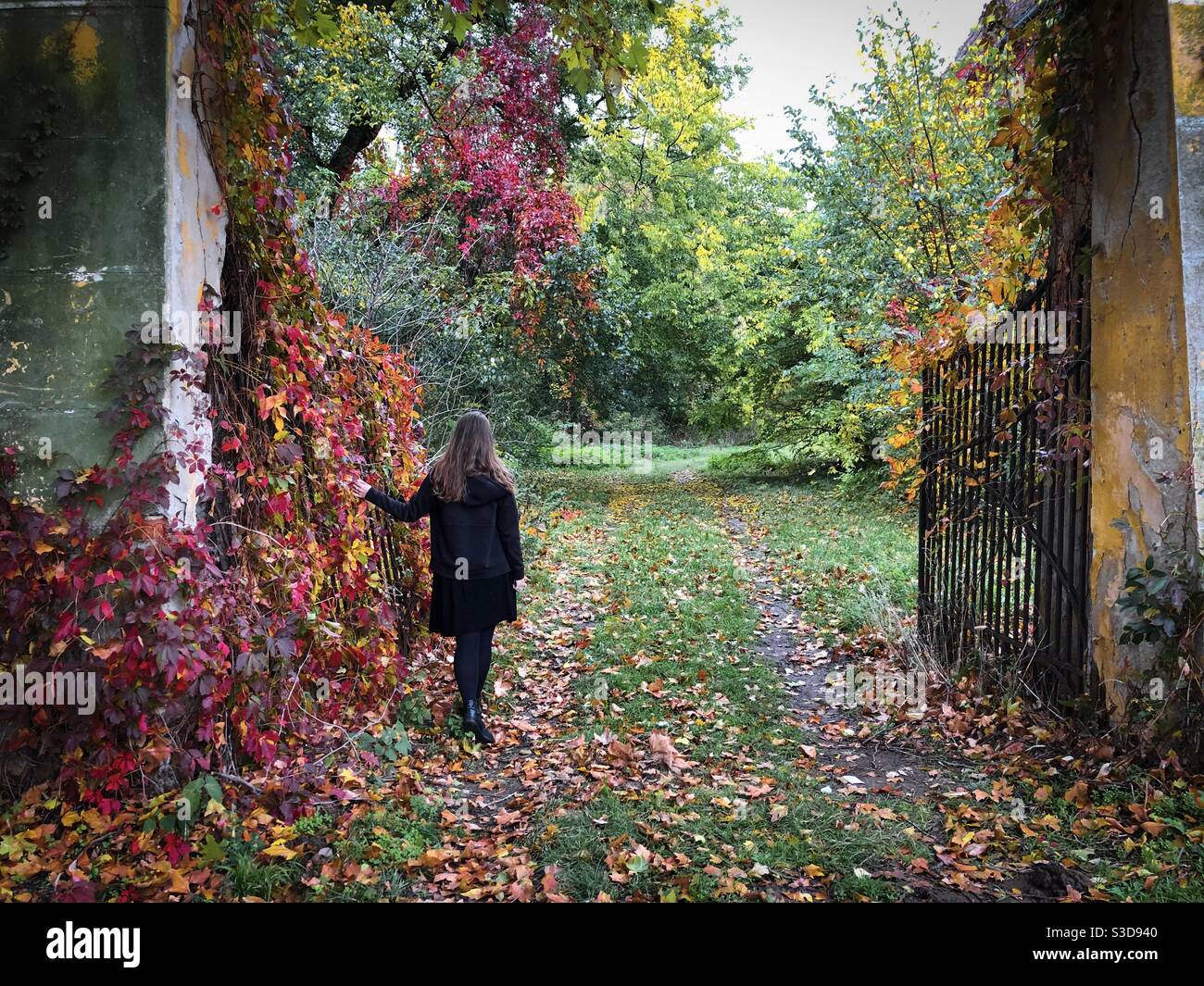 Vue arrière de la femme en robe noire debout près du portes d'un jardin avec des feuilles de lierre rouge et jaune - Image de stock capturée avec un smartphone