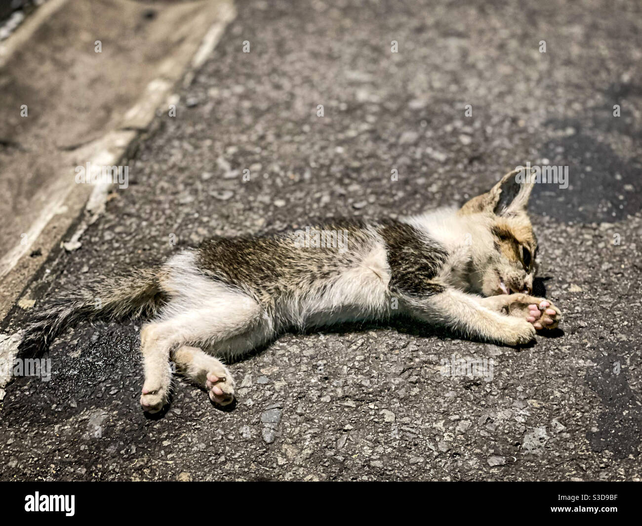 Dead Kitten Cat Banque D Image Et Photos Alamy