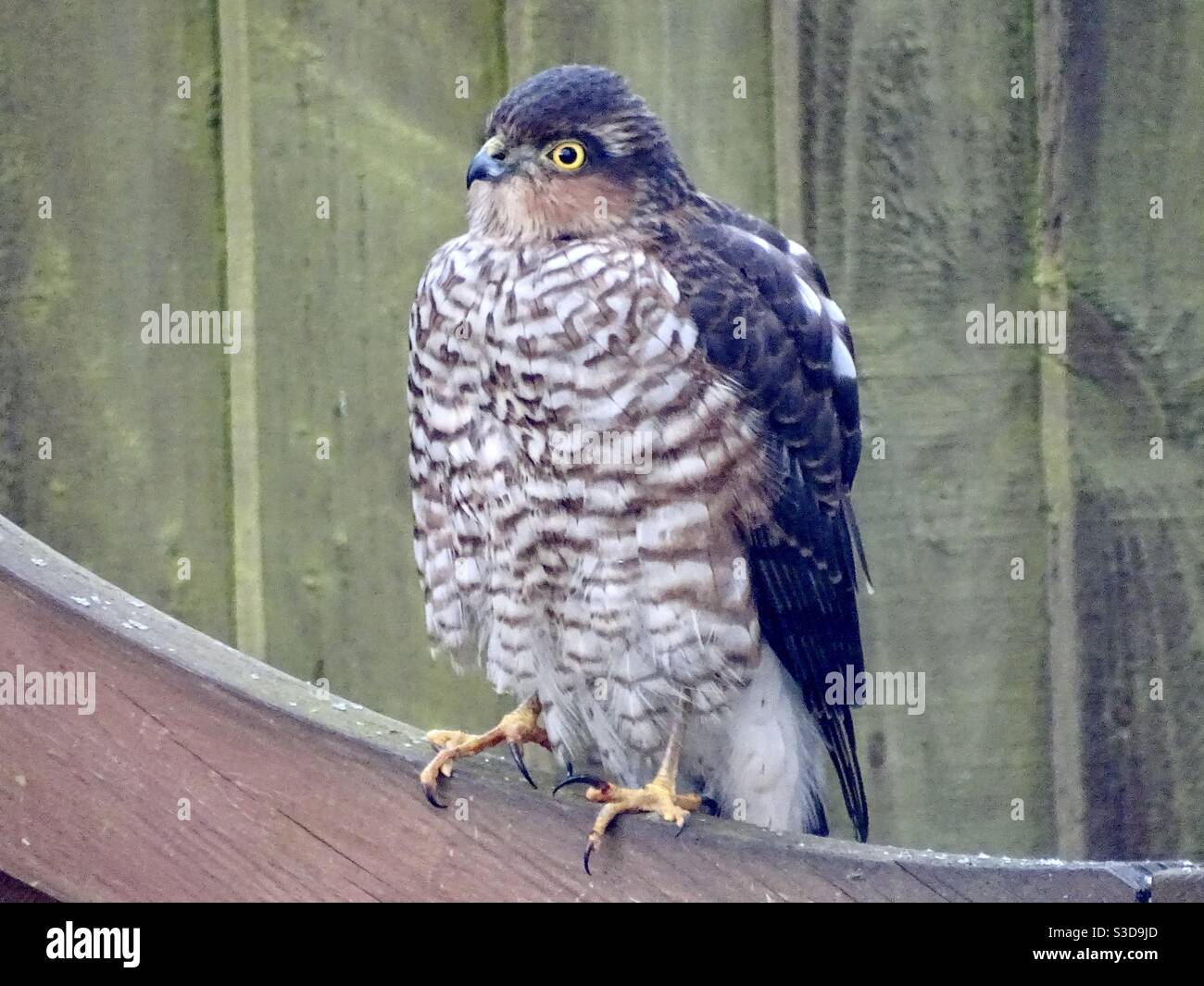 Magnifique Sparrowhawk perché sur un banc Banque D'Images