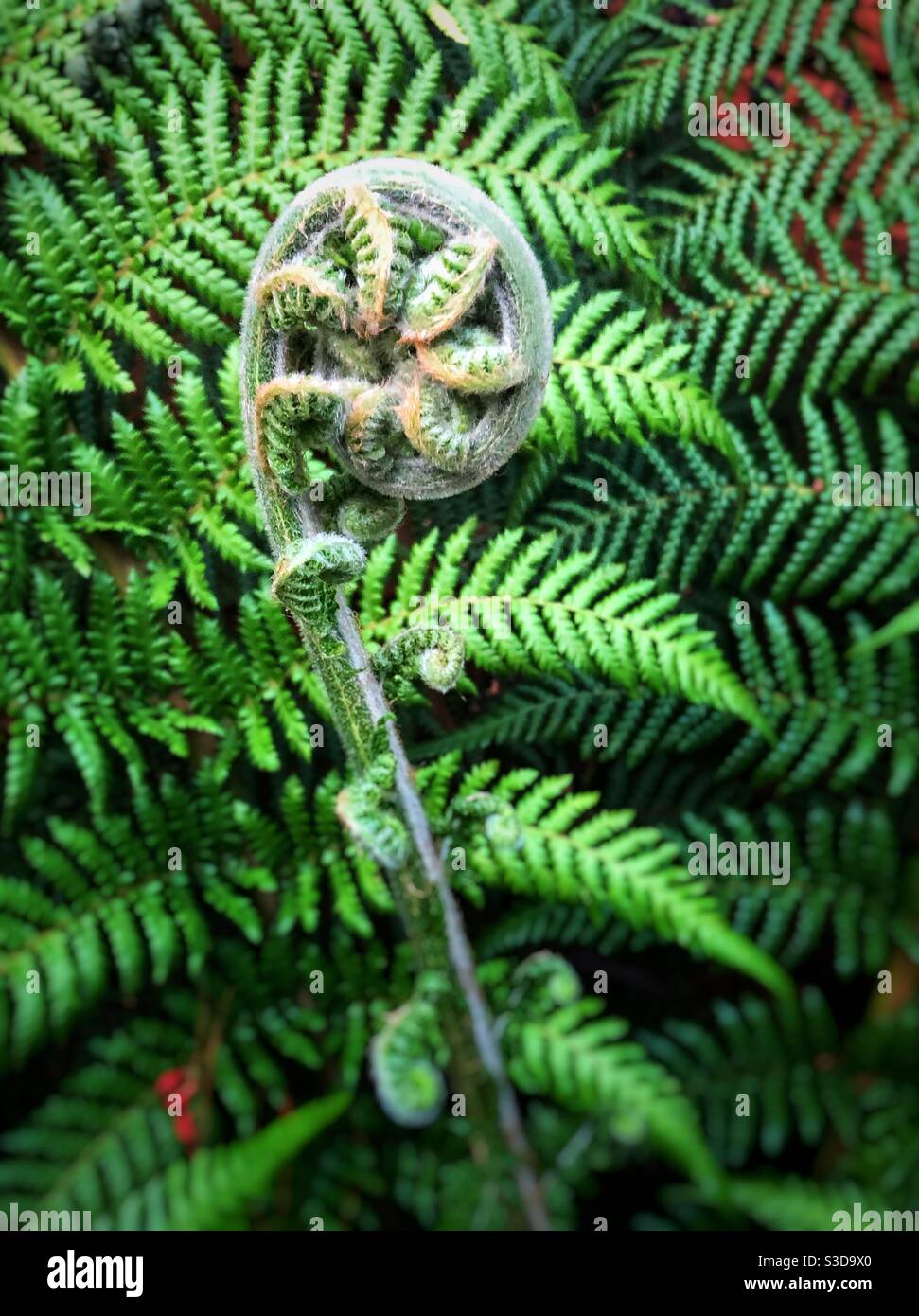 La forme en spirale d'une fougères sur le point de s'ouvrir - Image de stock capturée avec un smartphone