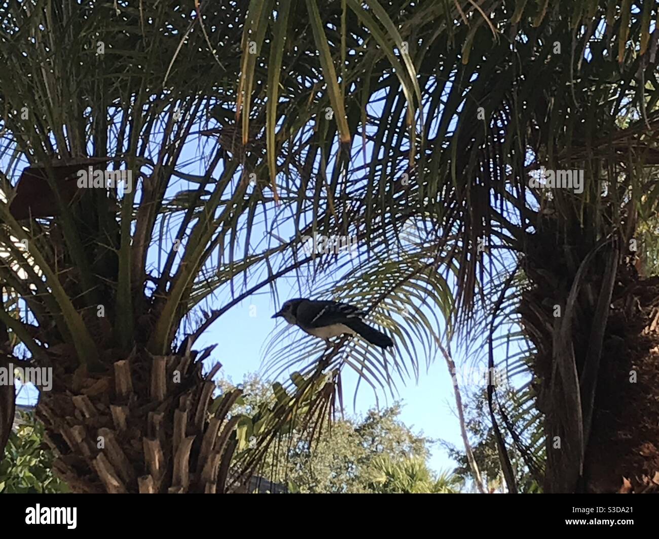 Un geai bleu se nourrissant dans un arbre de palmier Robellini. Banque D'Images