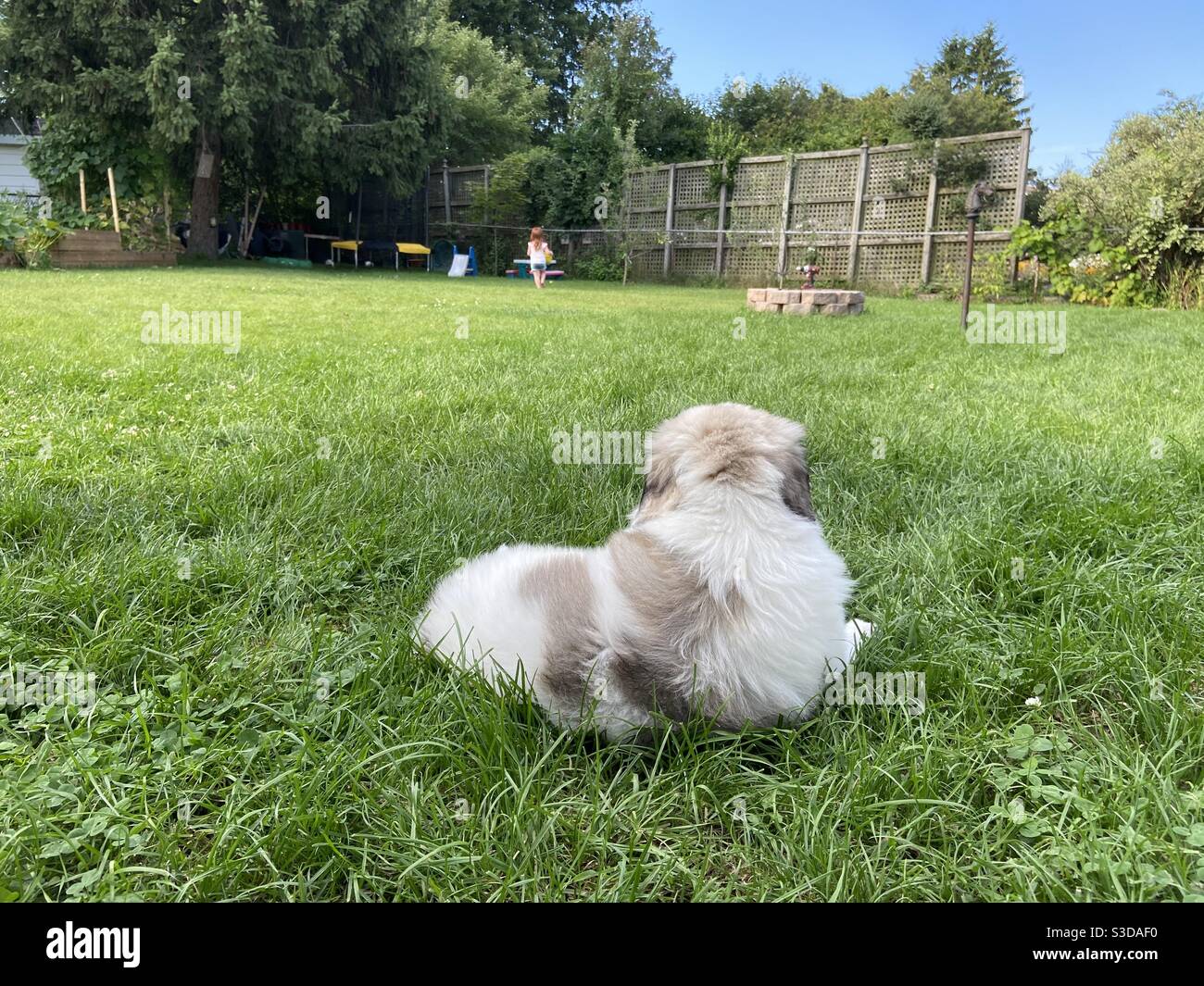 Mignon, moelleux, blanc chien des Grands Pyrénées allongé dans l'herbe dans l'arrière-cour lors d'une journée ensoleillée dehors en été regarder sa sœur jouer et s'amuser Banque D'Images