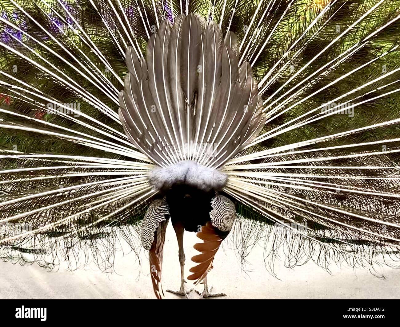 Plumes de dos de paon Banque de photographies et d’images à haute
