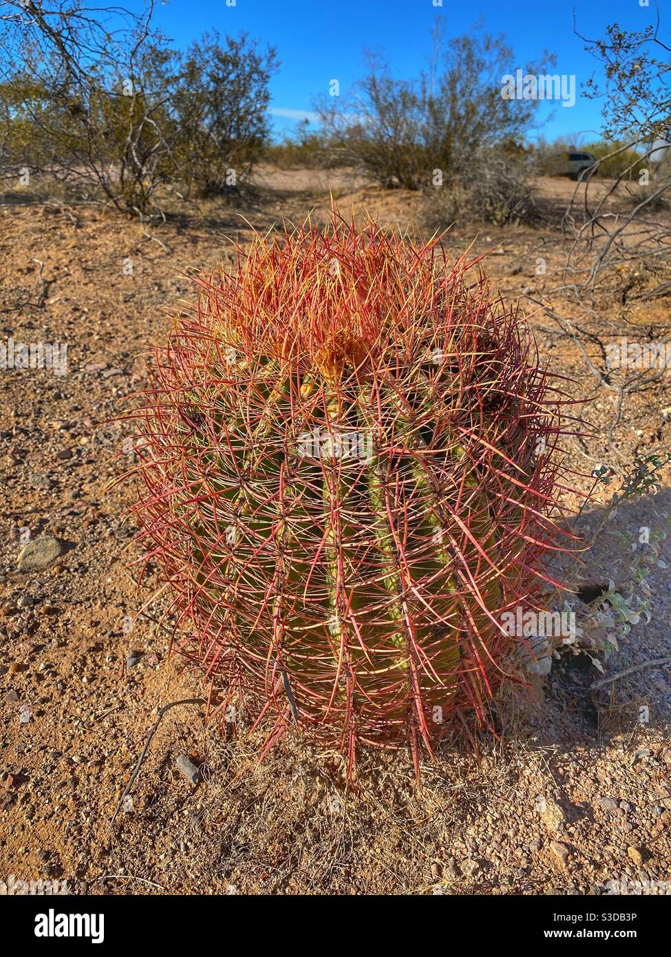Petit cactus dans le parc national de cactus de pipe d'orgue - Image de stock capturée avec un smartphone