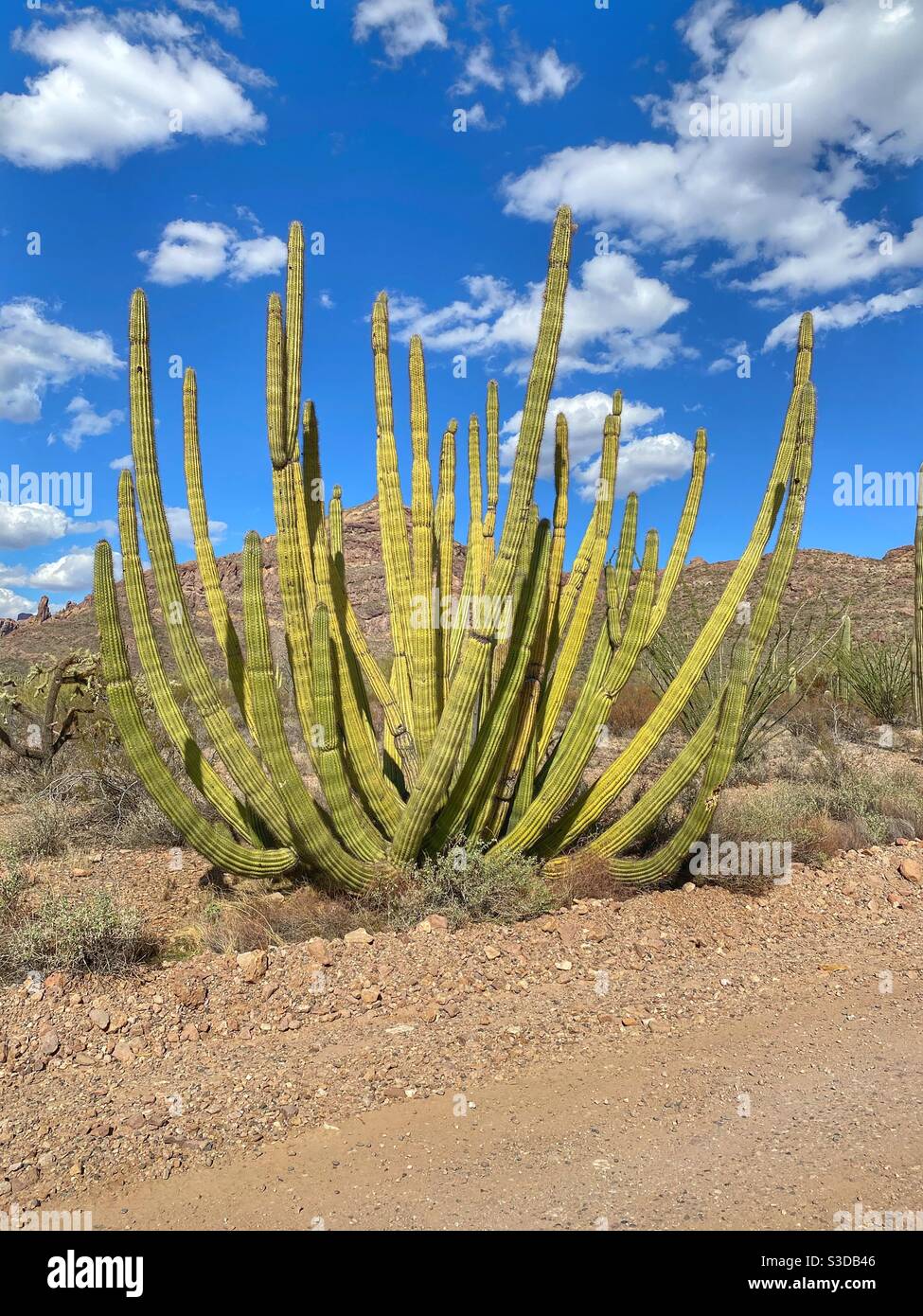 Cactus de pipe d'orgue dans cactus de pipe d'orgue Monument national Banque D'Images