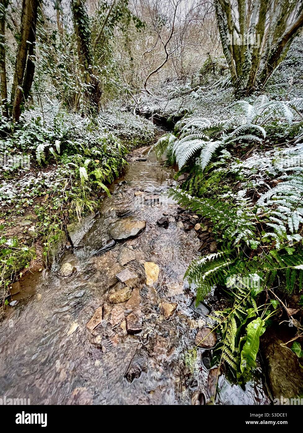 Cours d'eau des bois traversant des arbres et des fougères enneigés, février. Banque D'Images