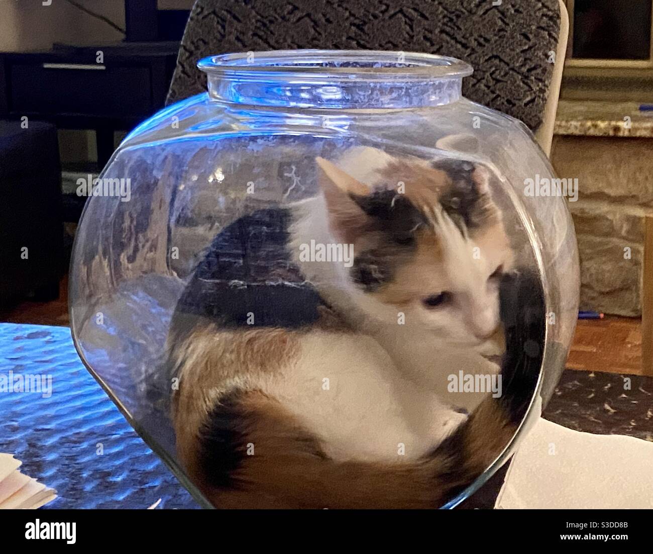 Calico chaton dans un bol à poissons Banque D'Images