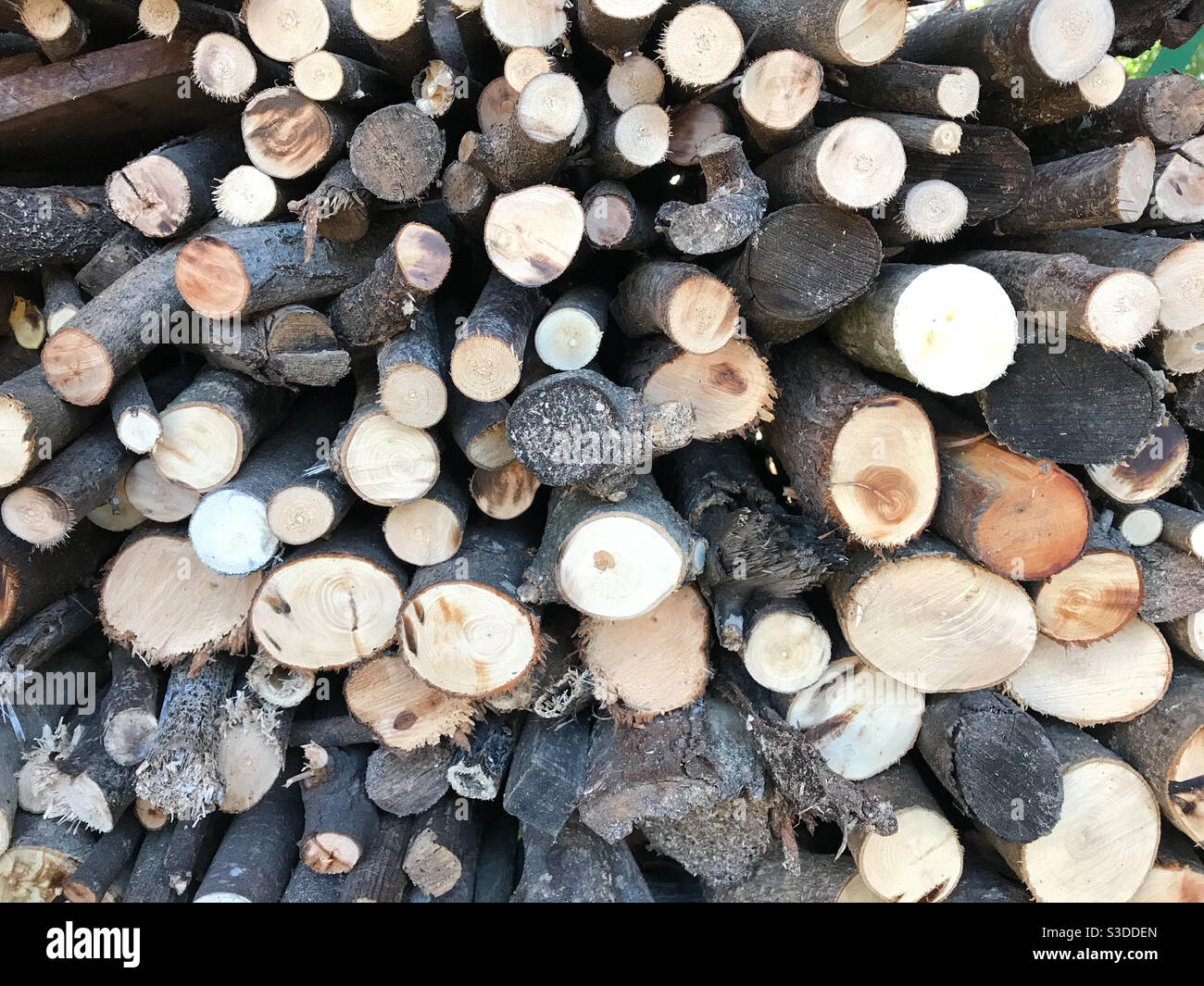 Bois soigneusement disposés dans un tas de bois Banque D'Images