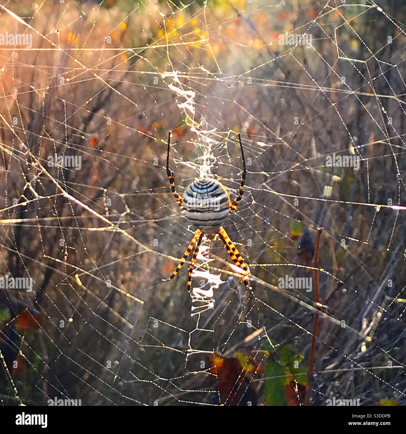 Beautiful spider Banque de photographies et d’images à haute résolution ...