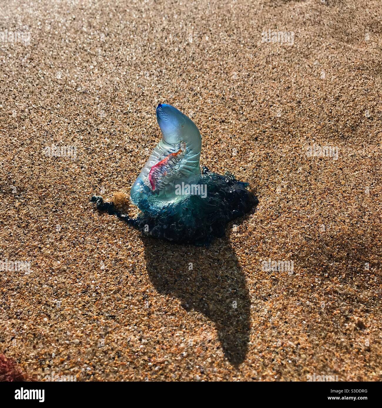 Un méduse bleu dans le sable d'une plage Banque D'Images