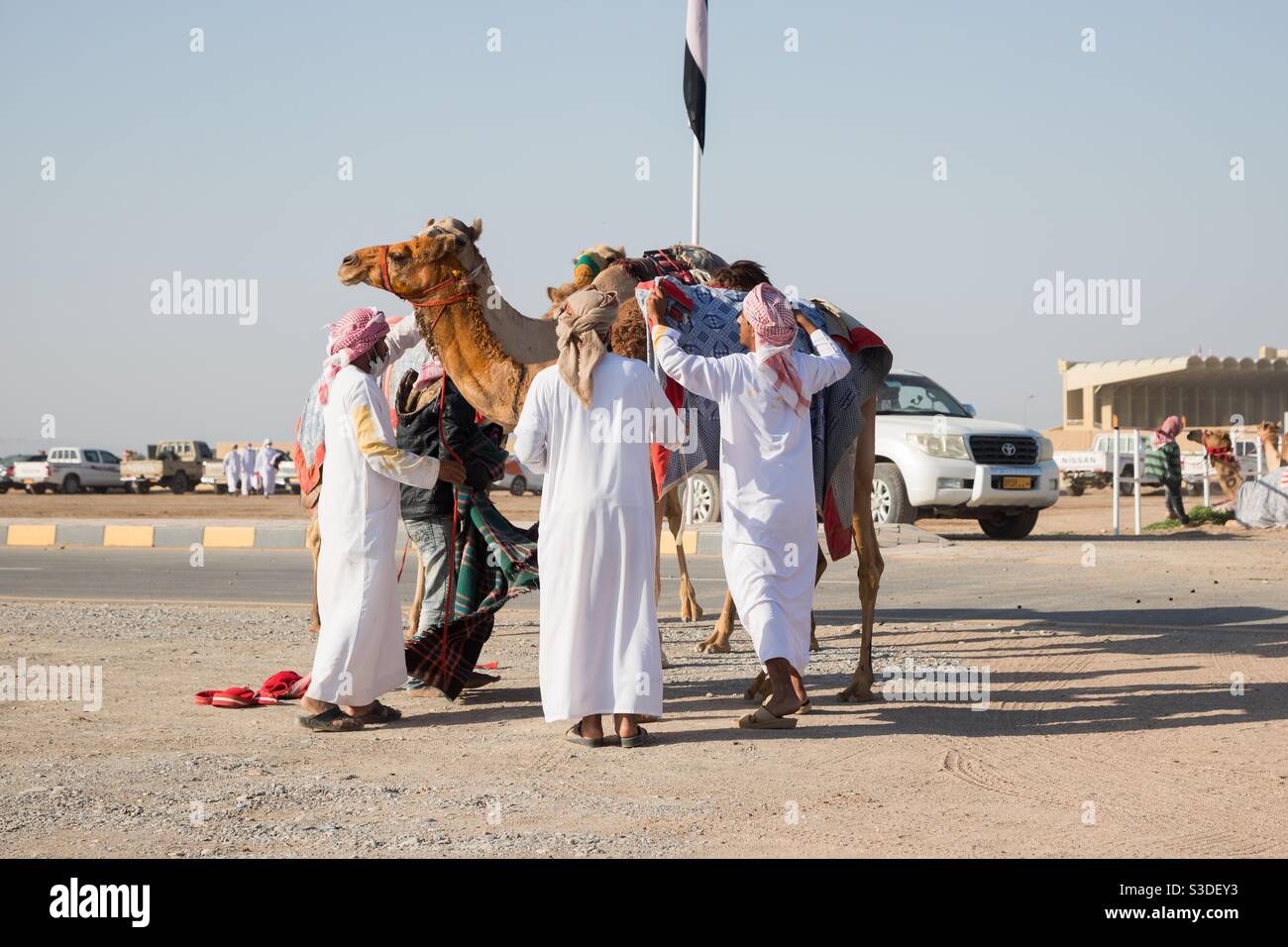 Al Bashair Camel Race: Fév.2021 Adam, Oman.la course apporte le meilleur des chameaux régionaux d'Arabie Saoudite, Qatar, eau, et Oman.le gagnant collé avec le safran sur la tête et le cou. Banque D'Images