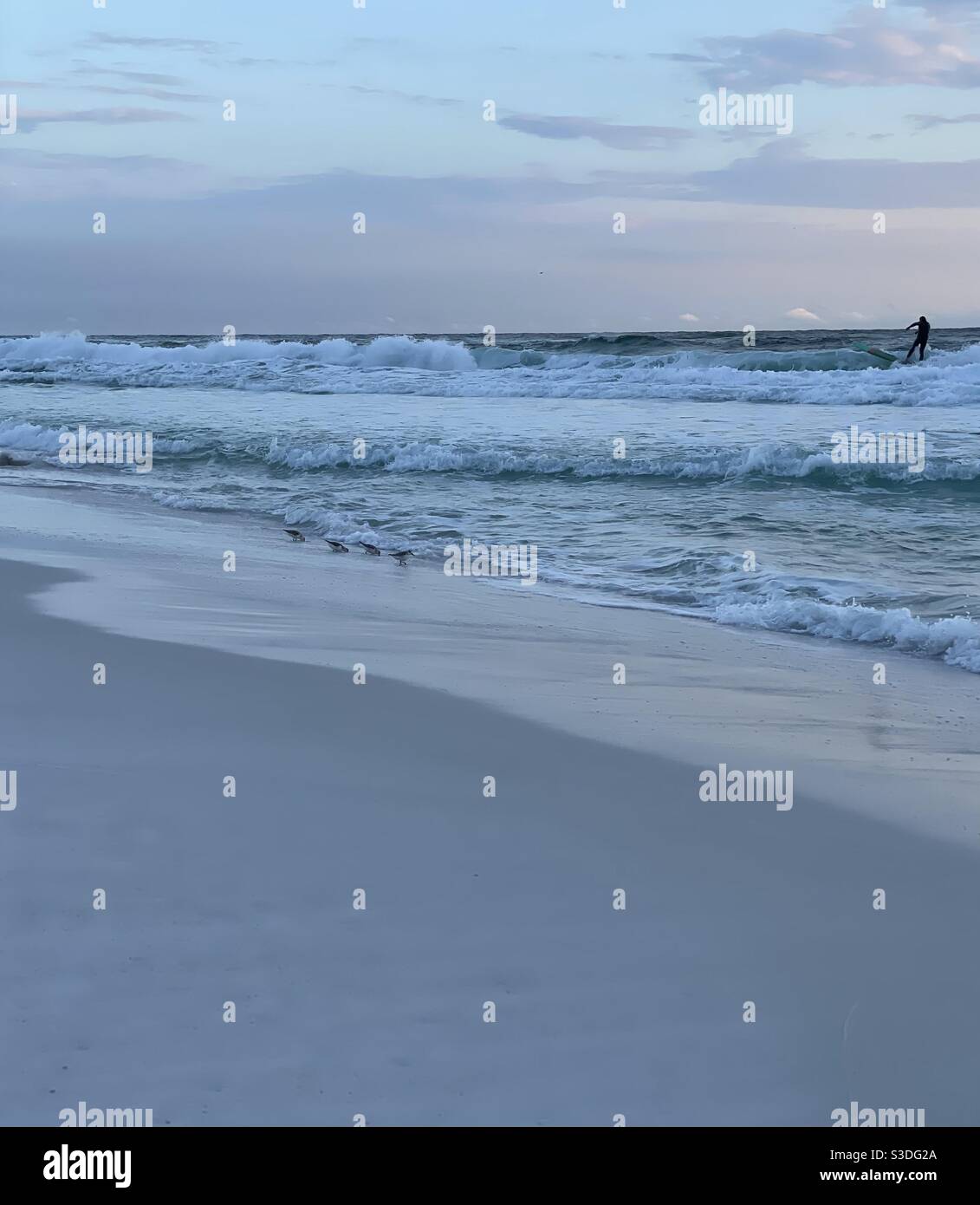 Coucher de soleil sur la plage de Floride avec surfeur et sanderlings sur le rivage Banque D'Images