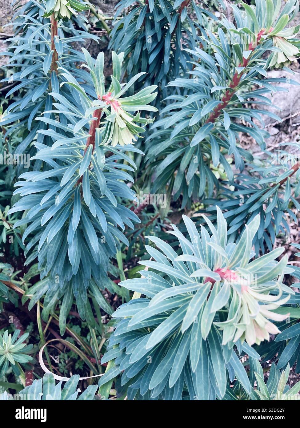 Plantes de sphurge Banque D'Images