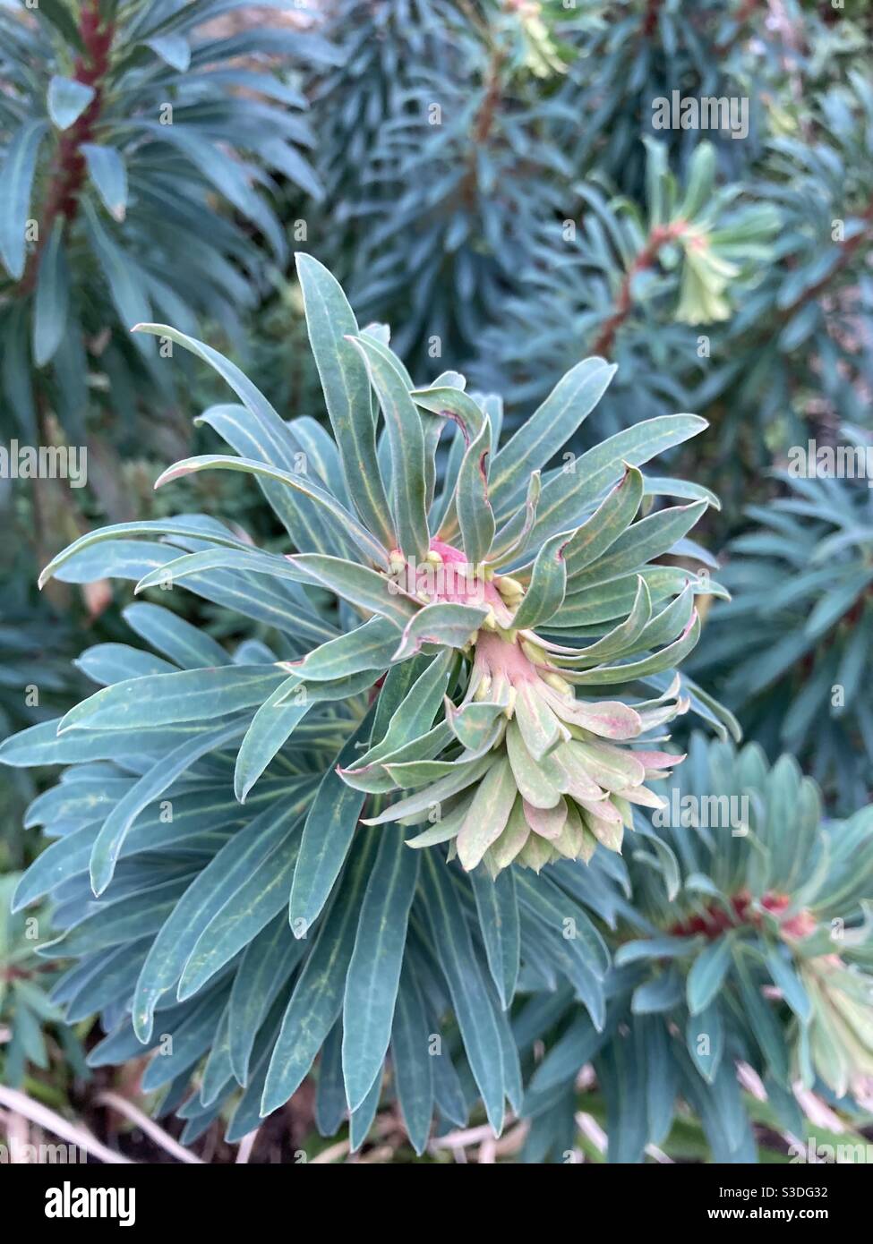 Plante de sphurge albanaise Banque D'Images