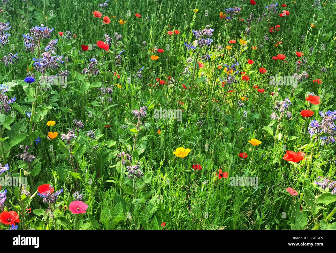 La plante de jardin de fleurs sauvages est cultivée pour encourager les pollinisateurs tels que les abeilles et les papillons. Worcestershire, Angleterre. - Image de stock capturée avec un smartphone