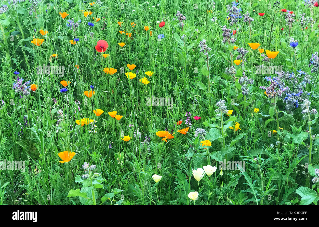 Plante de jardin de fleurs sauvages, en cours de croissance pour encourager les pollinisateurs. Worcestershire, Angleterre. Banque D'Images