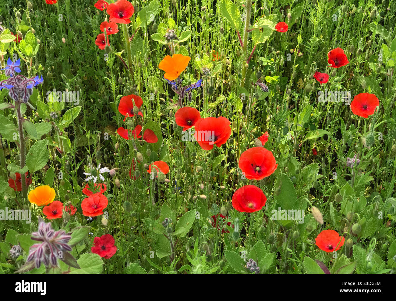 Plante de jardin de fleurs sauvages en cours de croissance pour encourager les pollinisateurs. Worcestershire, Angleterre. Banque D'Images
