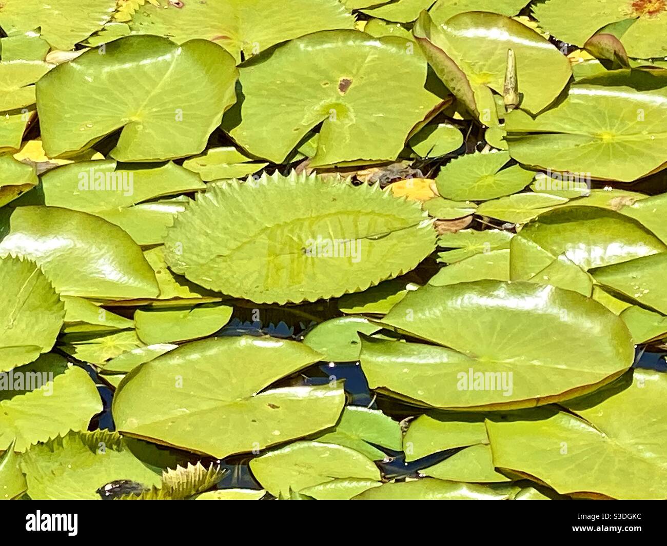 Feuilles flottantes de lotus Banque D'Images