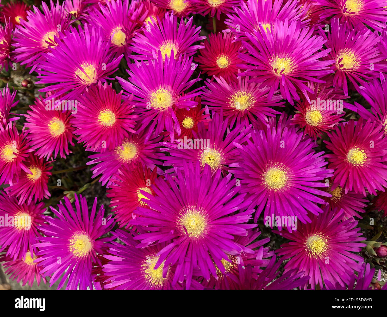 Pâquerettes de Michaelmas roses - Image de stock capturée avec un smartphone