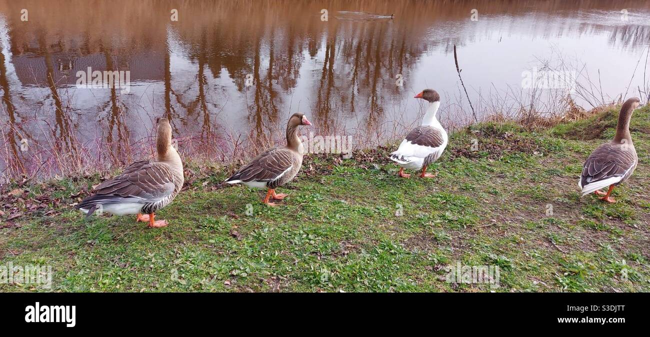 Quatre belles oies marchant sur la rive de la rivière à grave, pays-Bas Banque D'Images