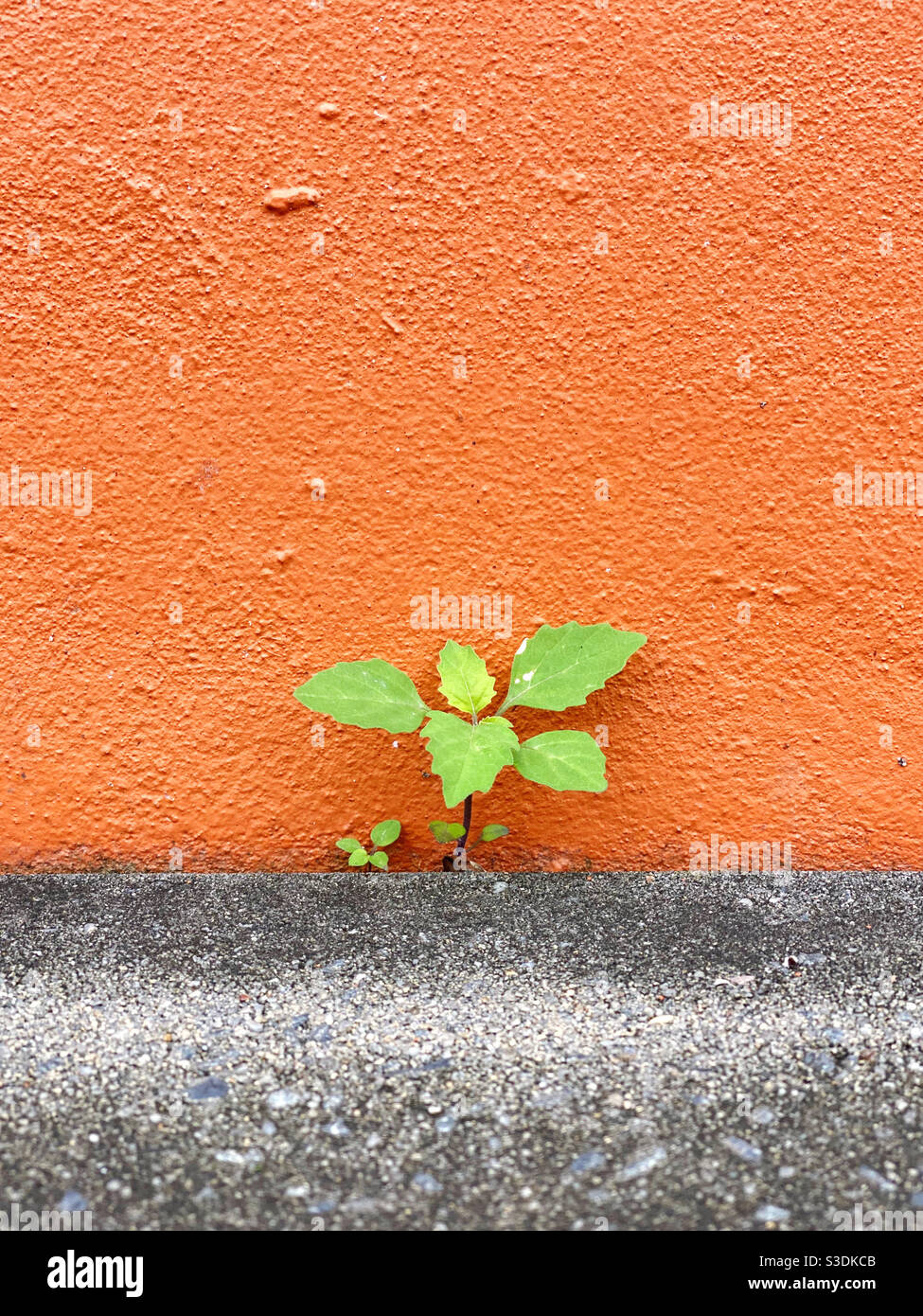 Petite plante verte poussant contre un mur de béton orange Banque D'Images