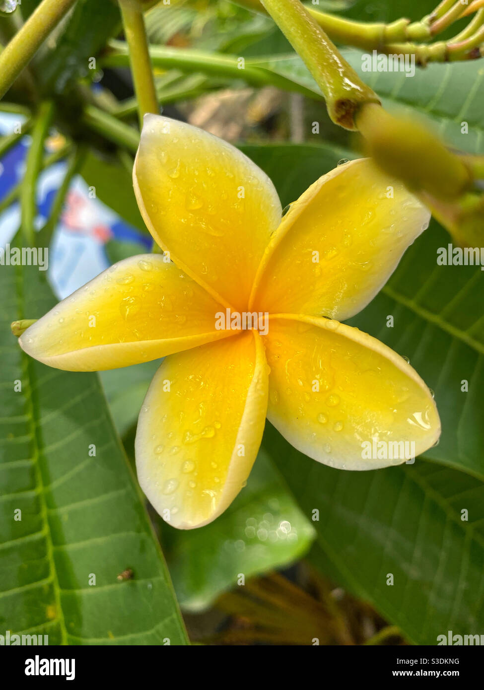 Fleur jaune blanche et gouttes de pluie Banque D'Images