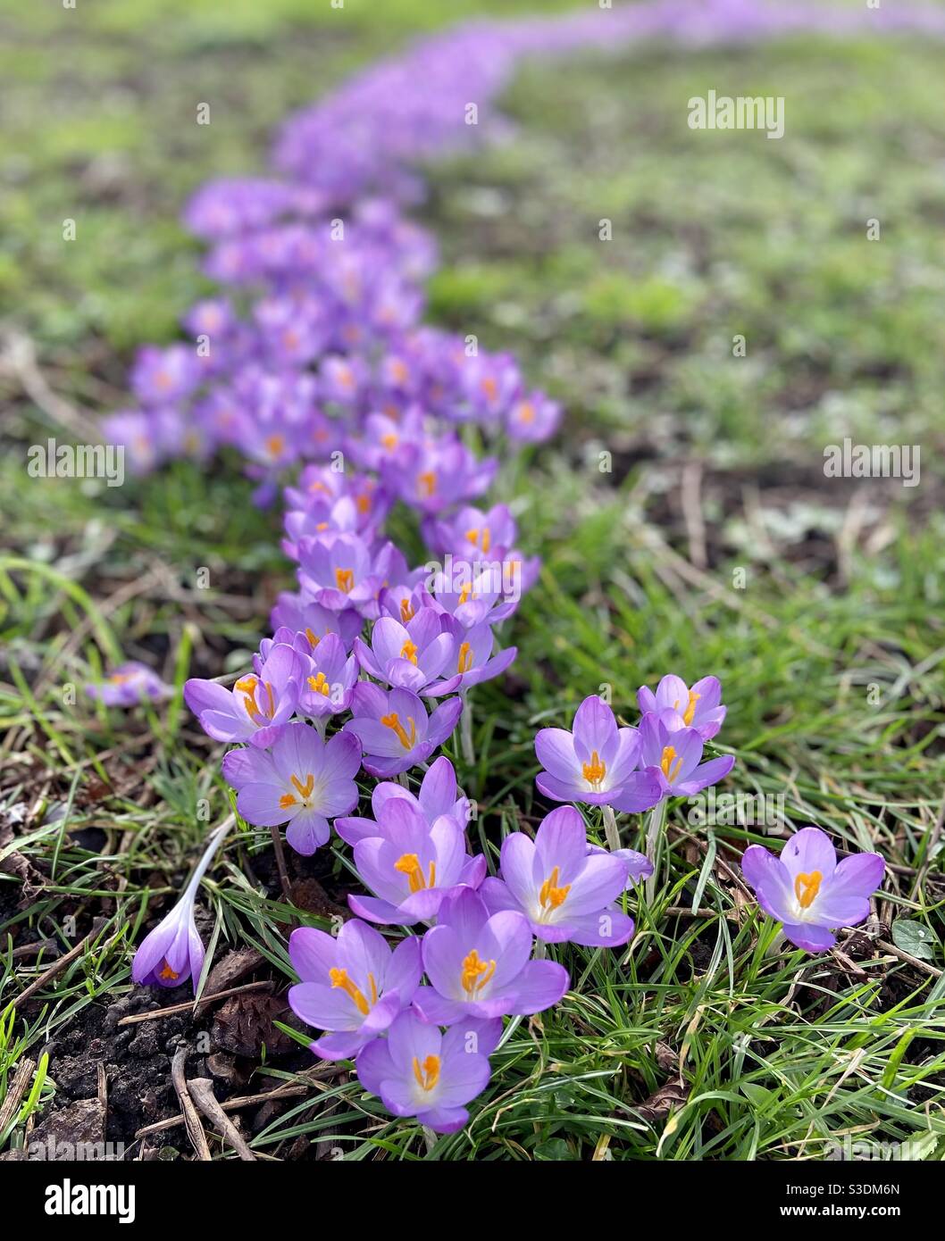 Crocus en fleur disparaissant au loin - Image de stock capturée avec un smartphone