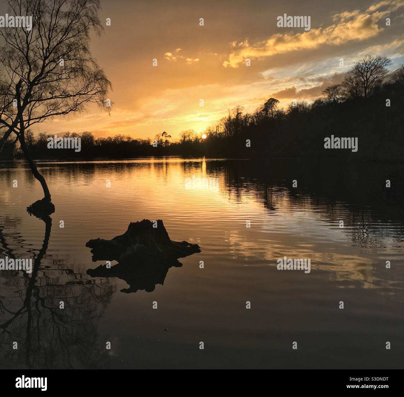 Coucher de soleil sur Black Park Lake, Buckinghamshire, Angleterre Banque D'Images