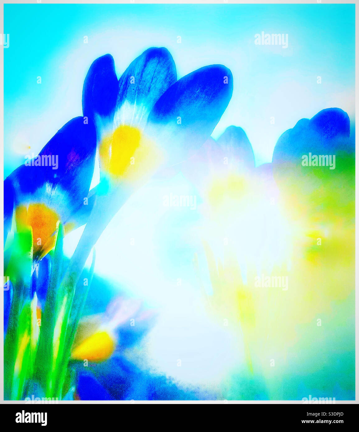 Fleurs de printemps. Banque D'Images