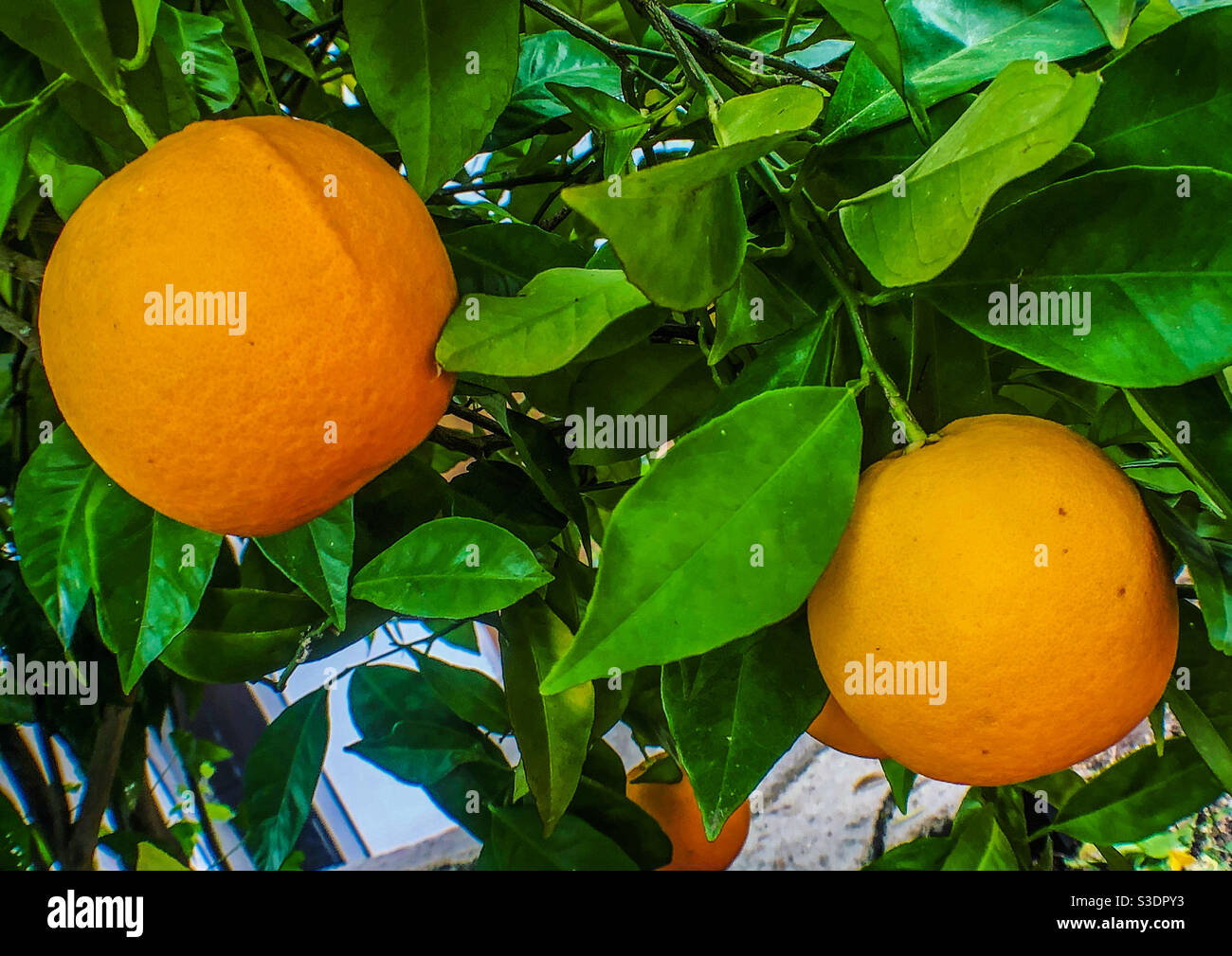 Oranges mûres accrochées à un arbre Banque D'Images