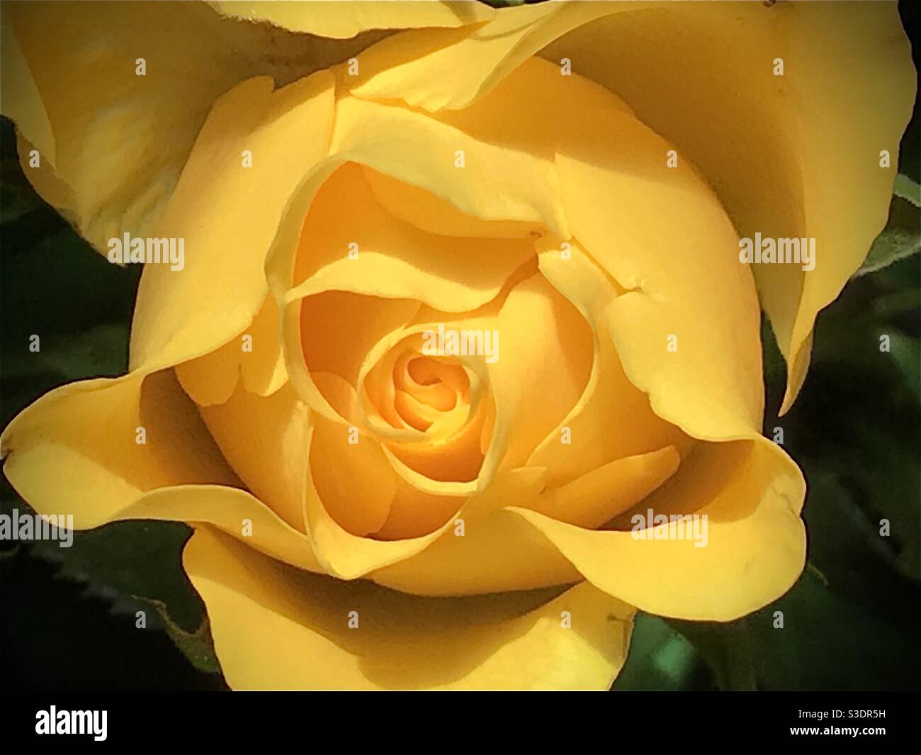 Une belle fleur rose jaune. Banque D'Images