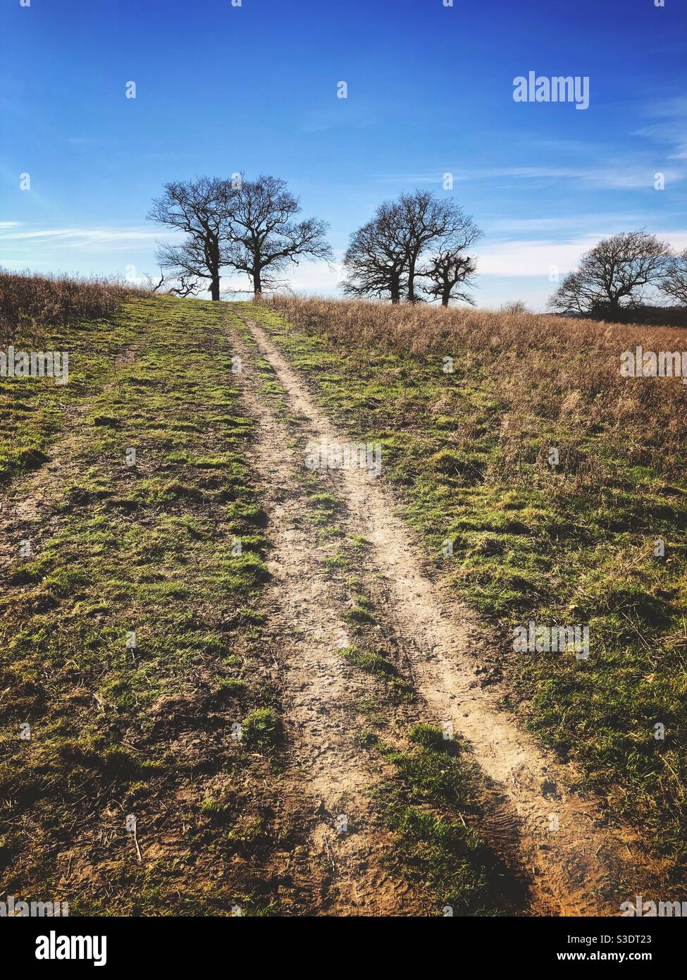 Chemin à travers un champ vers les arbres sur le front d'une colline lors d'une journée d'hiver ensoleillée au Royaume-Uni - Image de stock capturée avec un smartphone
