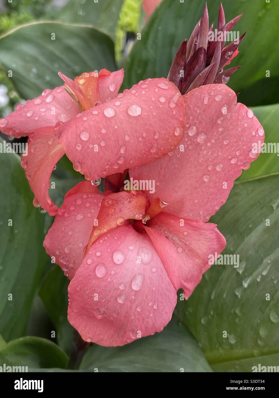 Caladium de couleur corail avec gouttes de pluie Banque D'Images