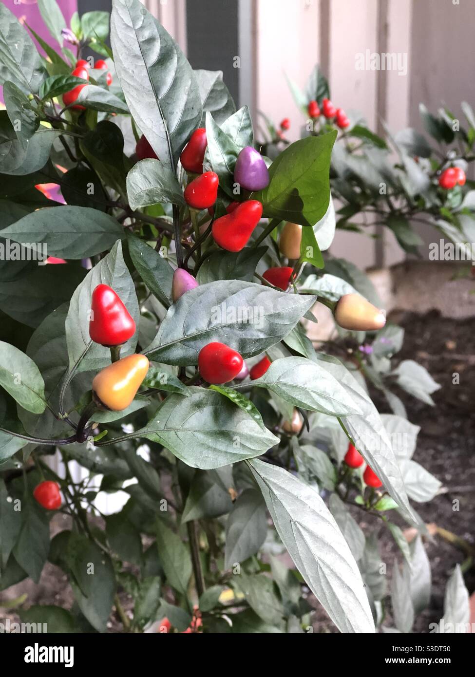 Poivre ornemental poussant sur le patio - Image de stock capturée avec un smartphone