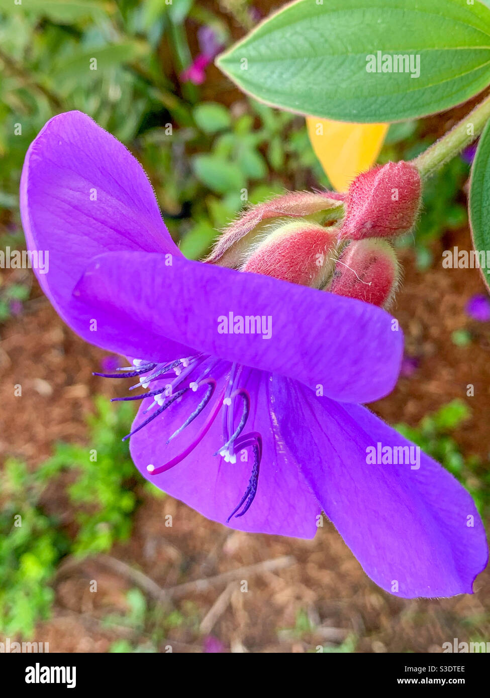 Lumière douce tombant sur cette belle fleur Violet Tibouchina, dans le jardin - Image de stock capturée avec un smartphone