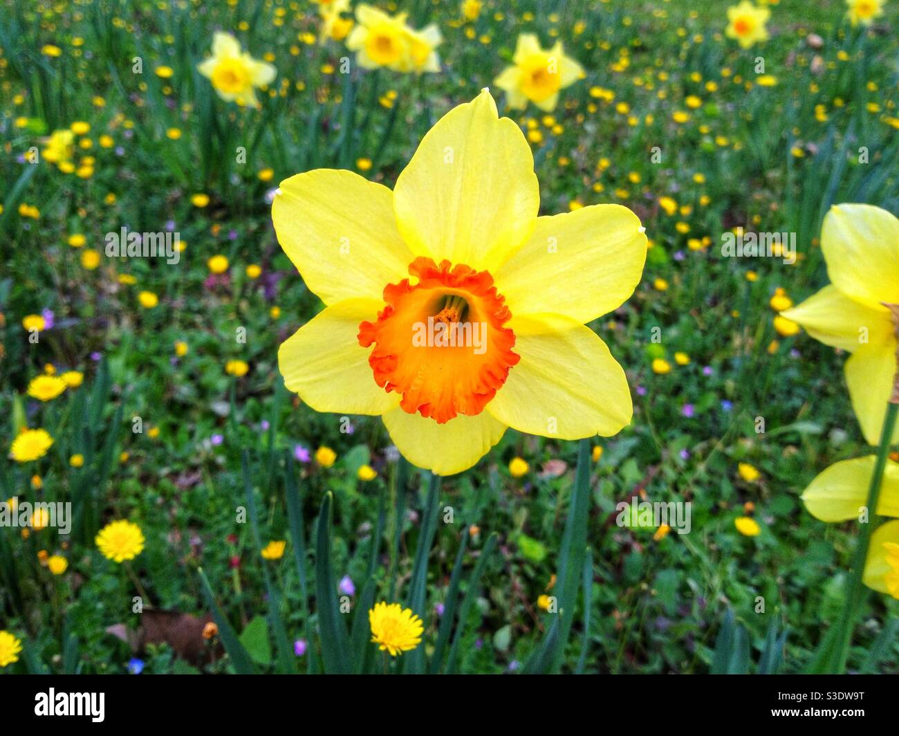 Les jonquilles au printemps Banque D'Images
