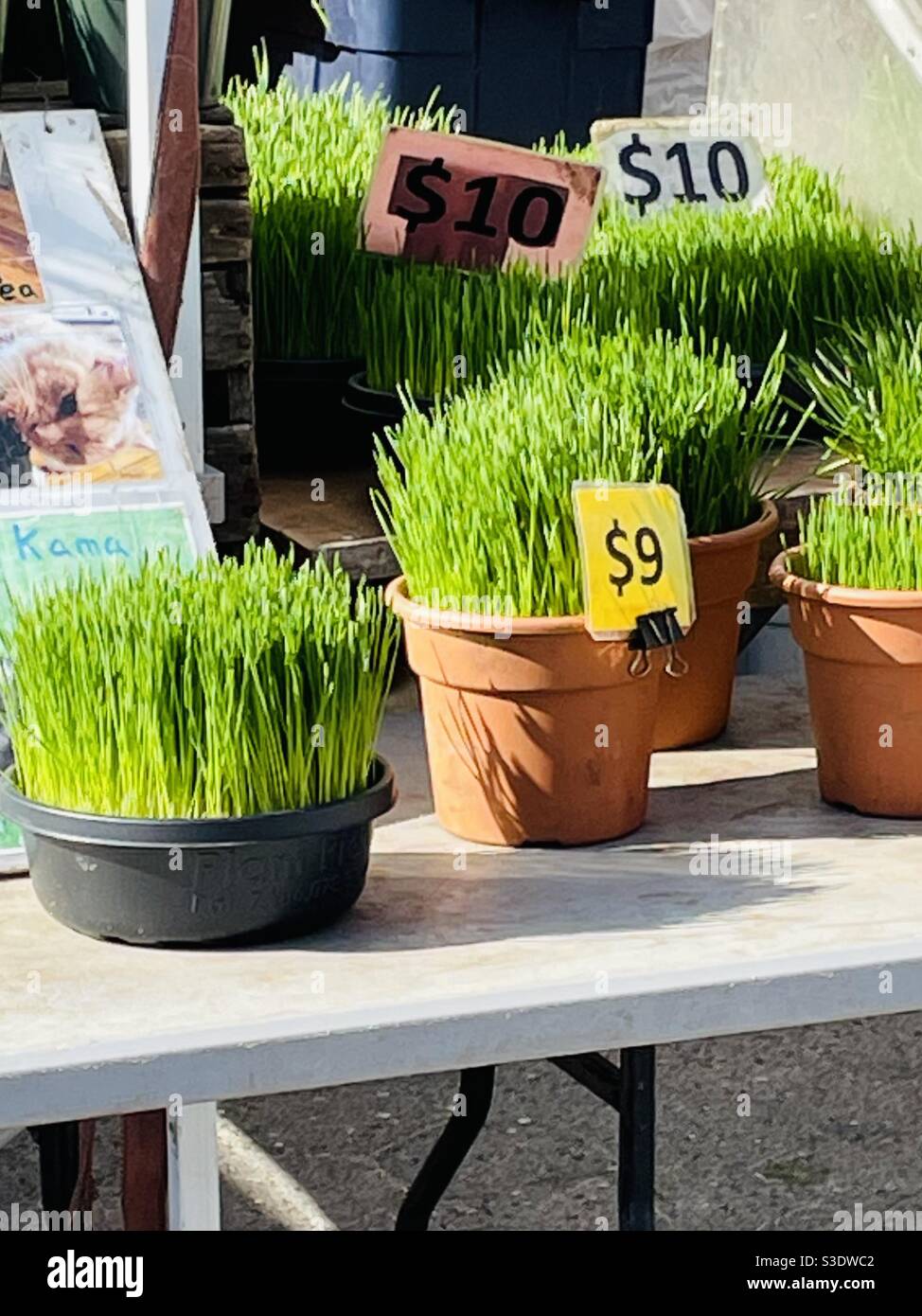 Pots de blé à vendre au marché agricole Union Square, New York City, Manhattan, États-Unis - Image de stock capturée avec un smartphone