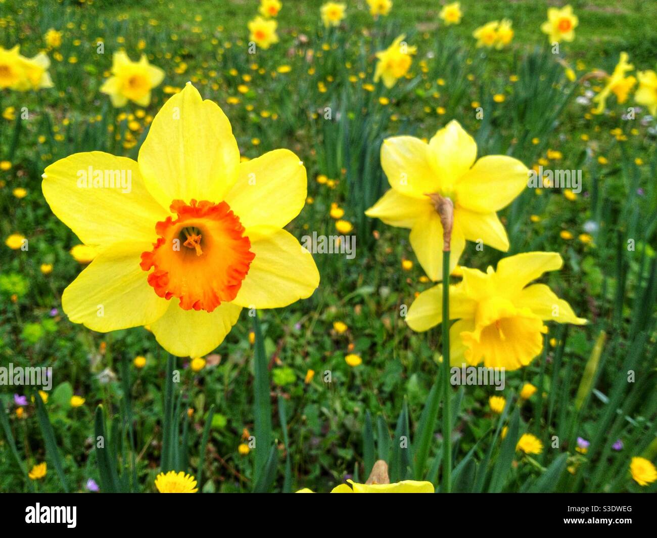 Les jonquilles au printemps Banque D'Images