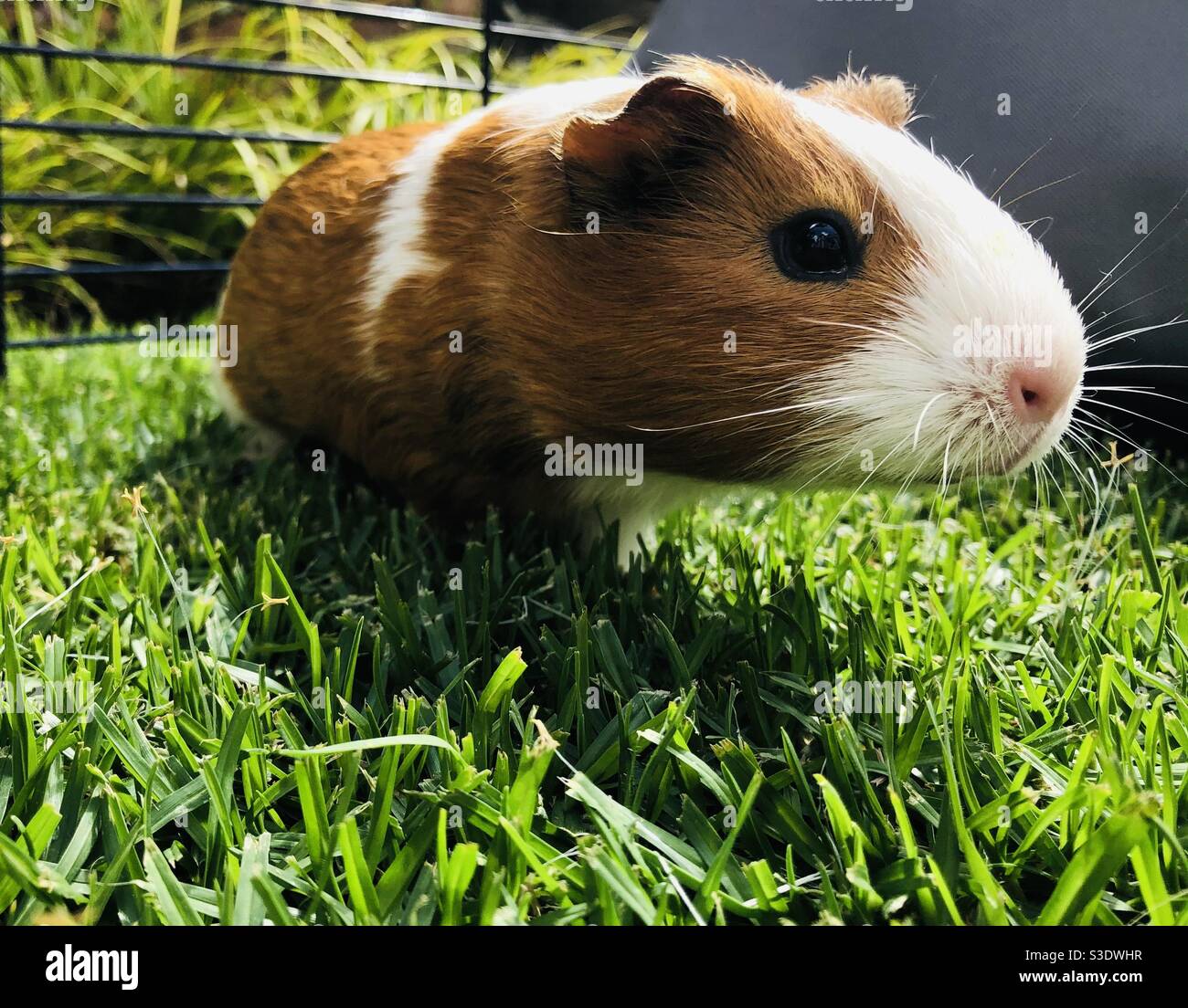 Bebe Cochon D Inde Banque D Image Et Photos Alamy Bebe Cochon D Inde Banque D Image Et Photos Alamy